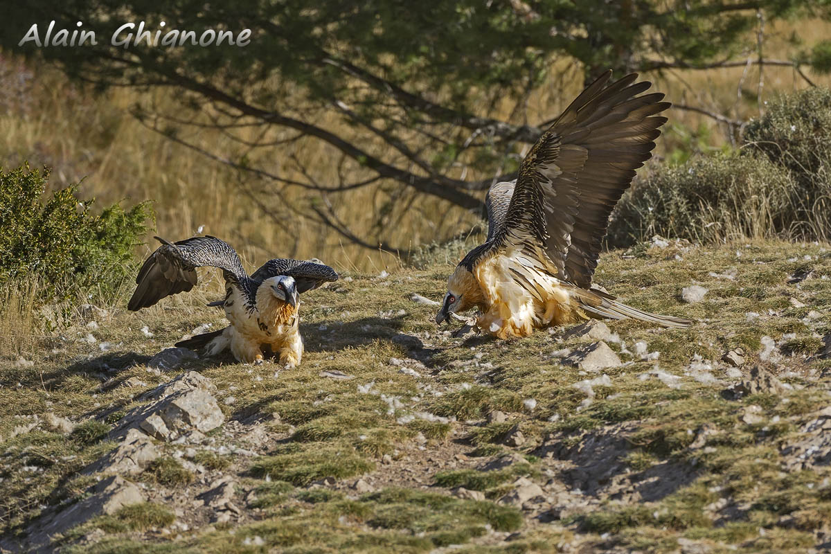 3 diversi avvoltoi...
